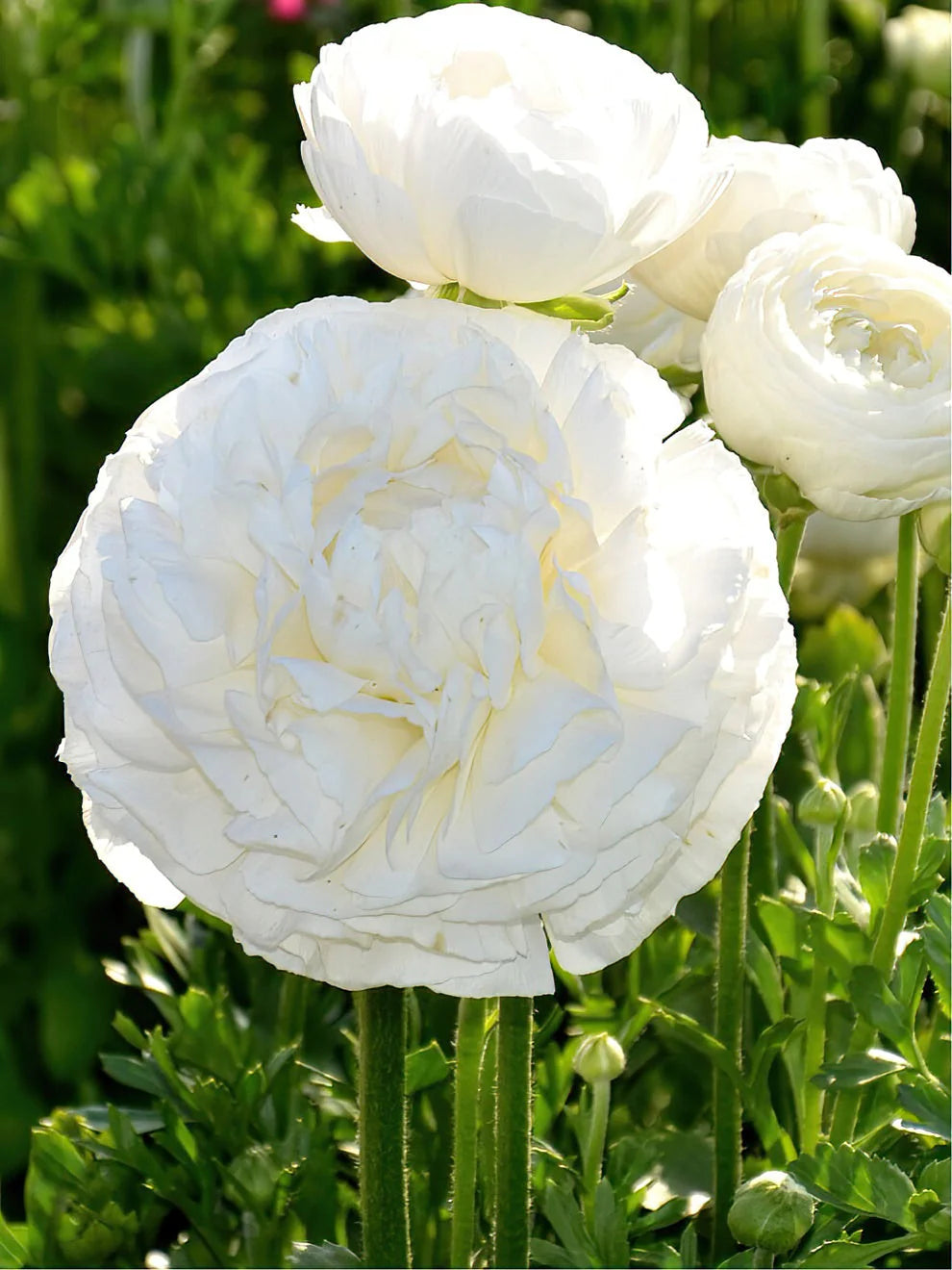 Renoncule blanche