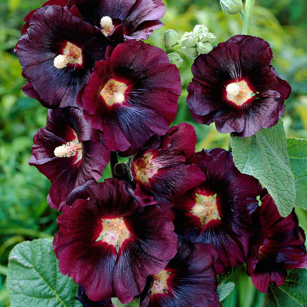 Rose Trémière 'Nigra'