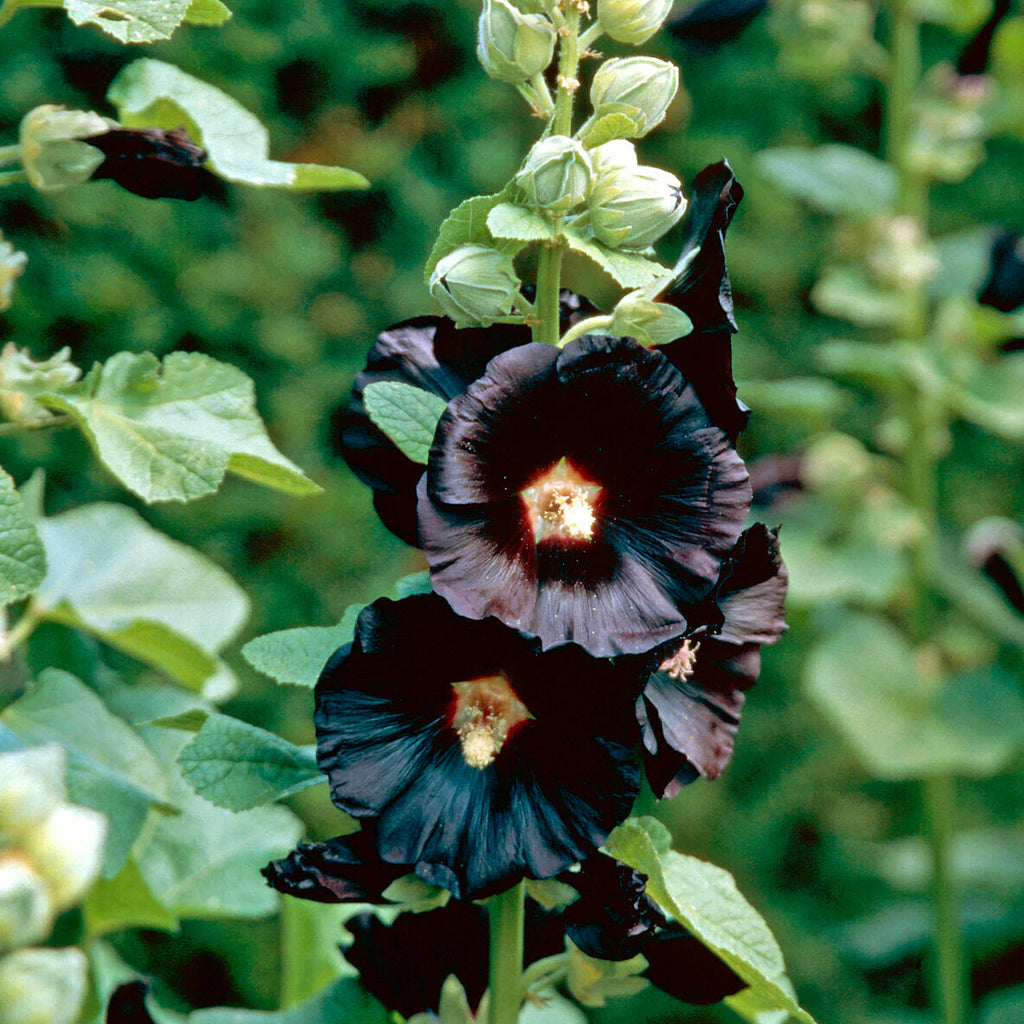 Rose Trémière 'Nigra'