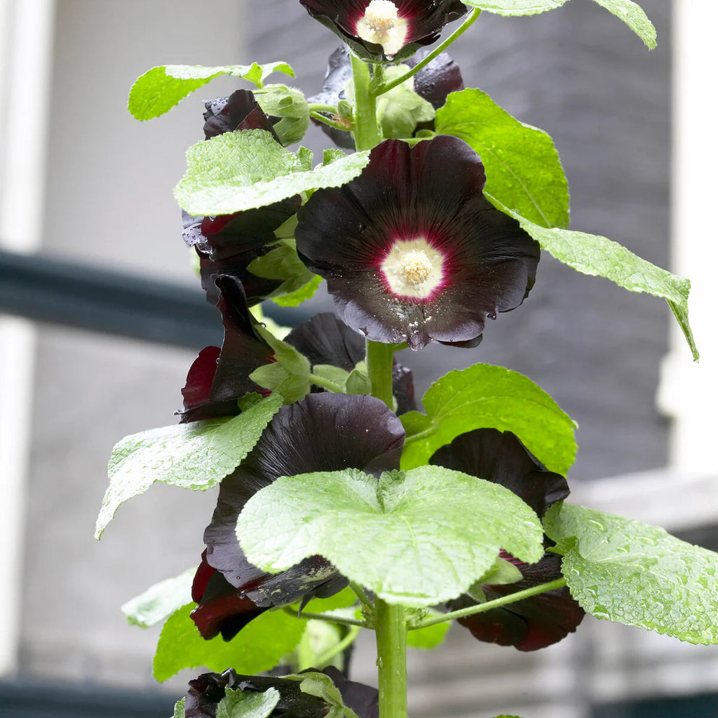 Rose Trémière 'Nigra'