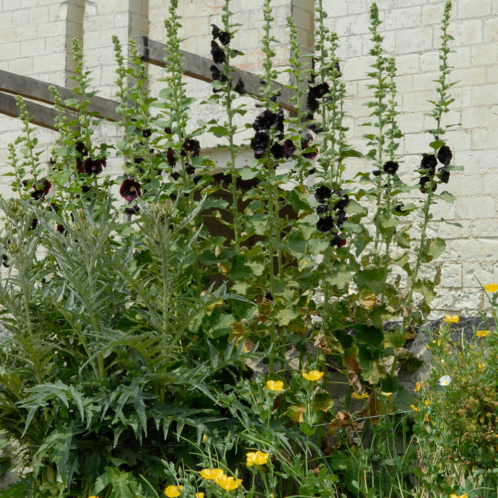 Rose Trémière 'Nigra'
