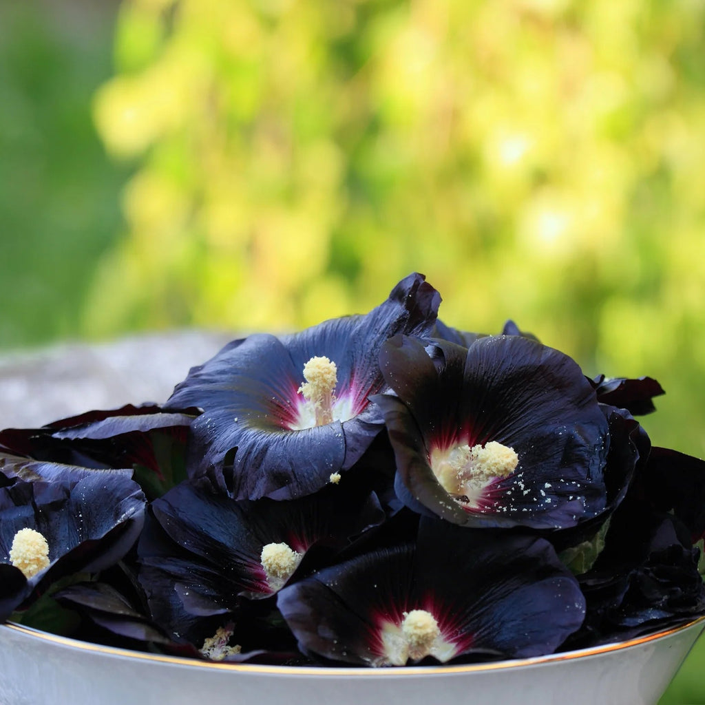 Rose Trémière 'Nigra'