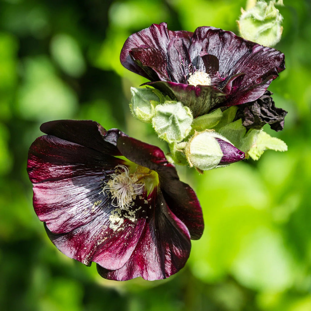 Rose Trémière 'Nigra'