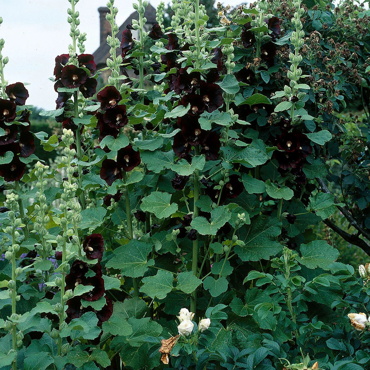 Rose Trémière 'Nigra'