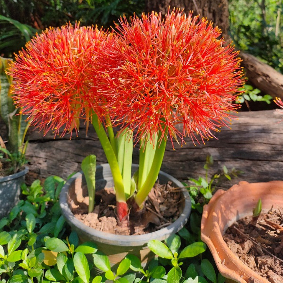 Scadoxus multiflorus