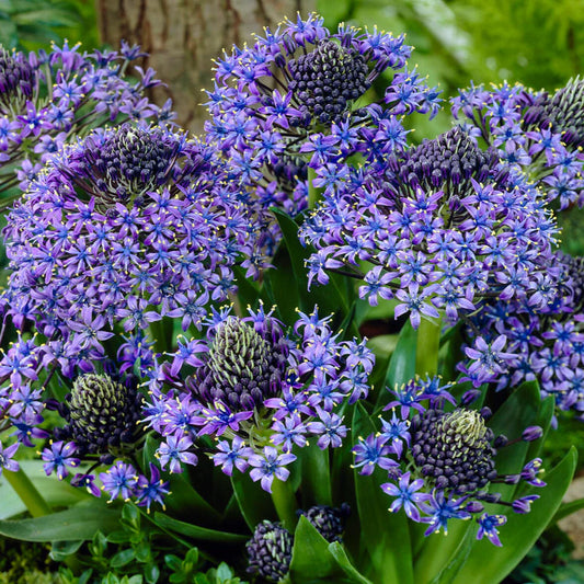 peruvian scilla
