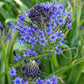 peruvian scilla