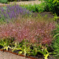 Allium Schubertii
