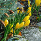 sternbergia lutea