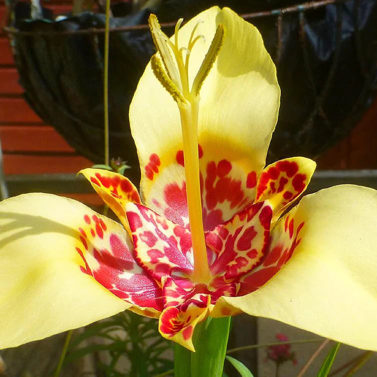 Tigridia Pavonia