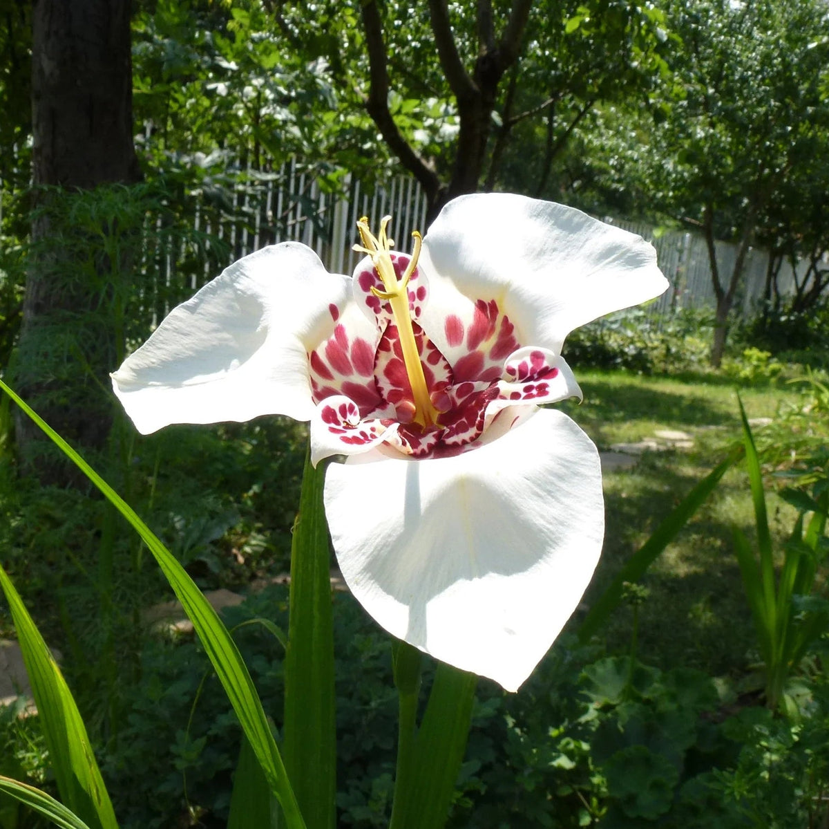 Tigridia Pavonia