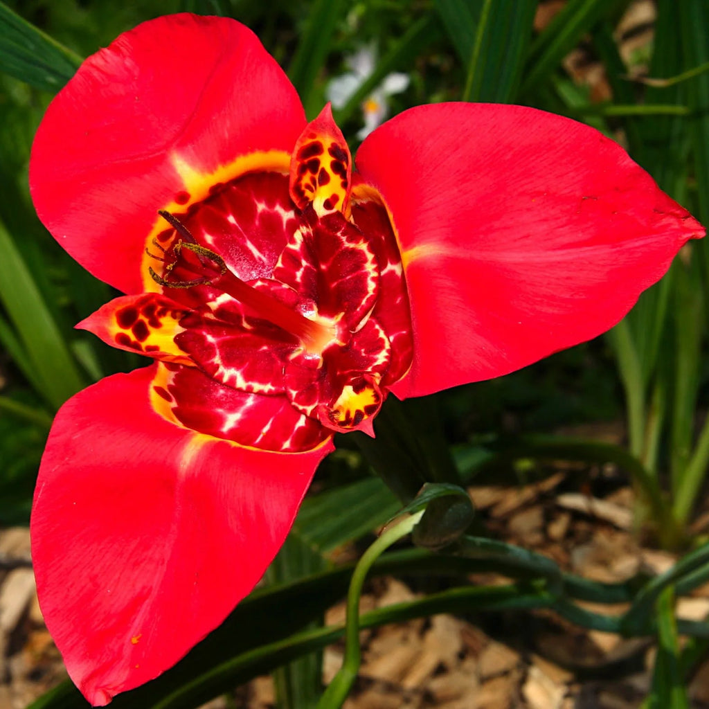 Tigridia Pavonia