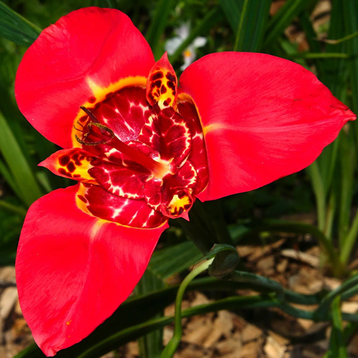 Tigridia Pavonia