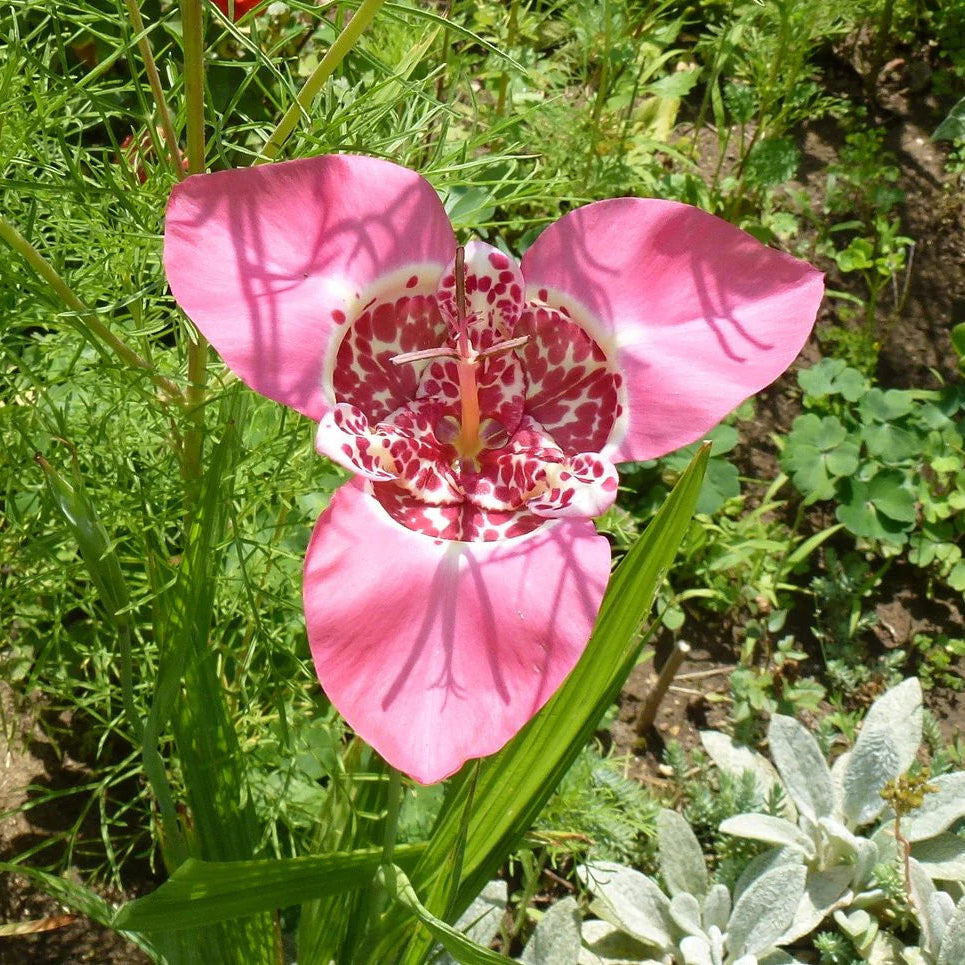 Tigridia Pavonia