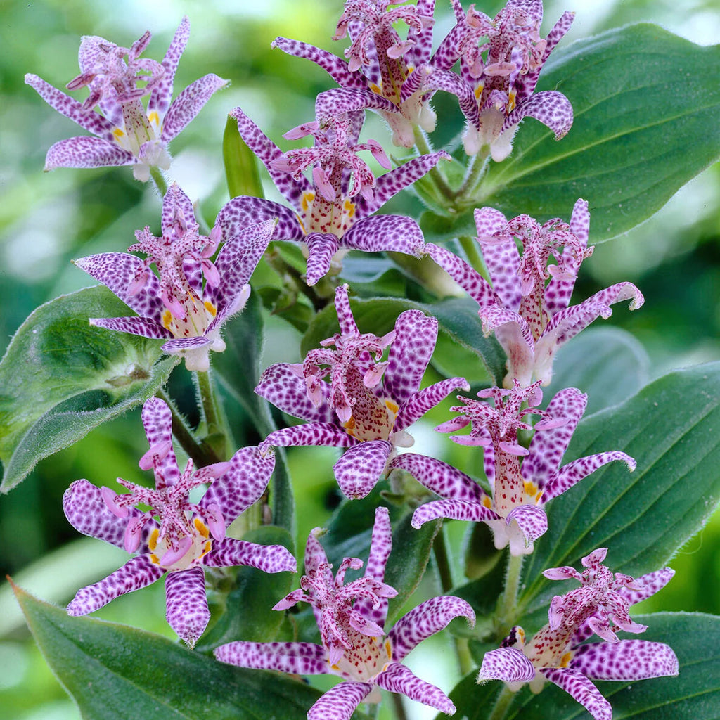 Tricyrtis Hirta
