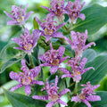 Tricyrtis Hirta