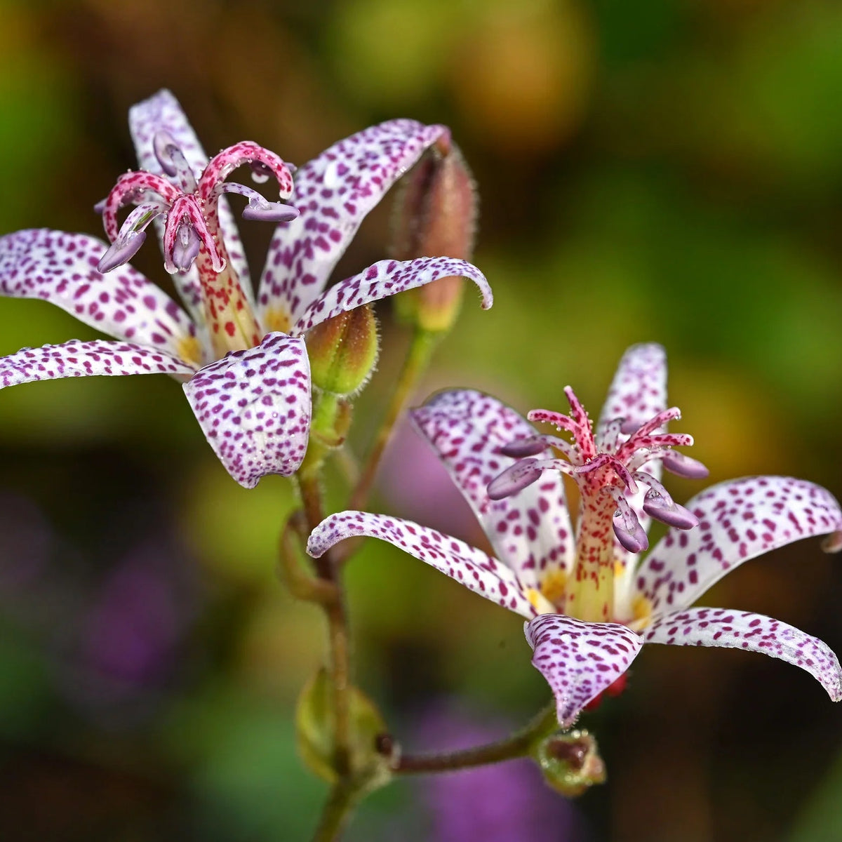 Tricyrtis Hirta