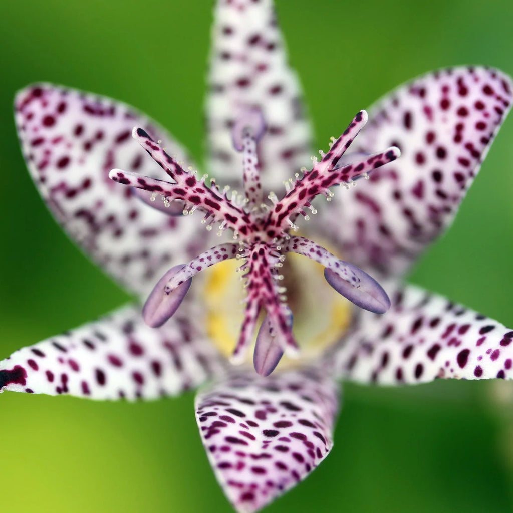Tricyrtis Hirta