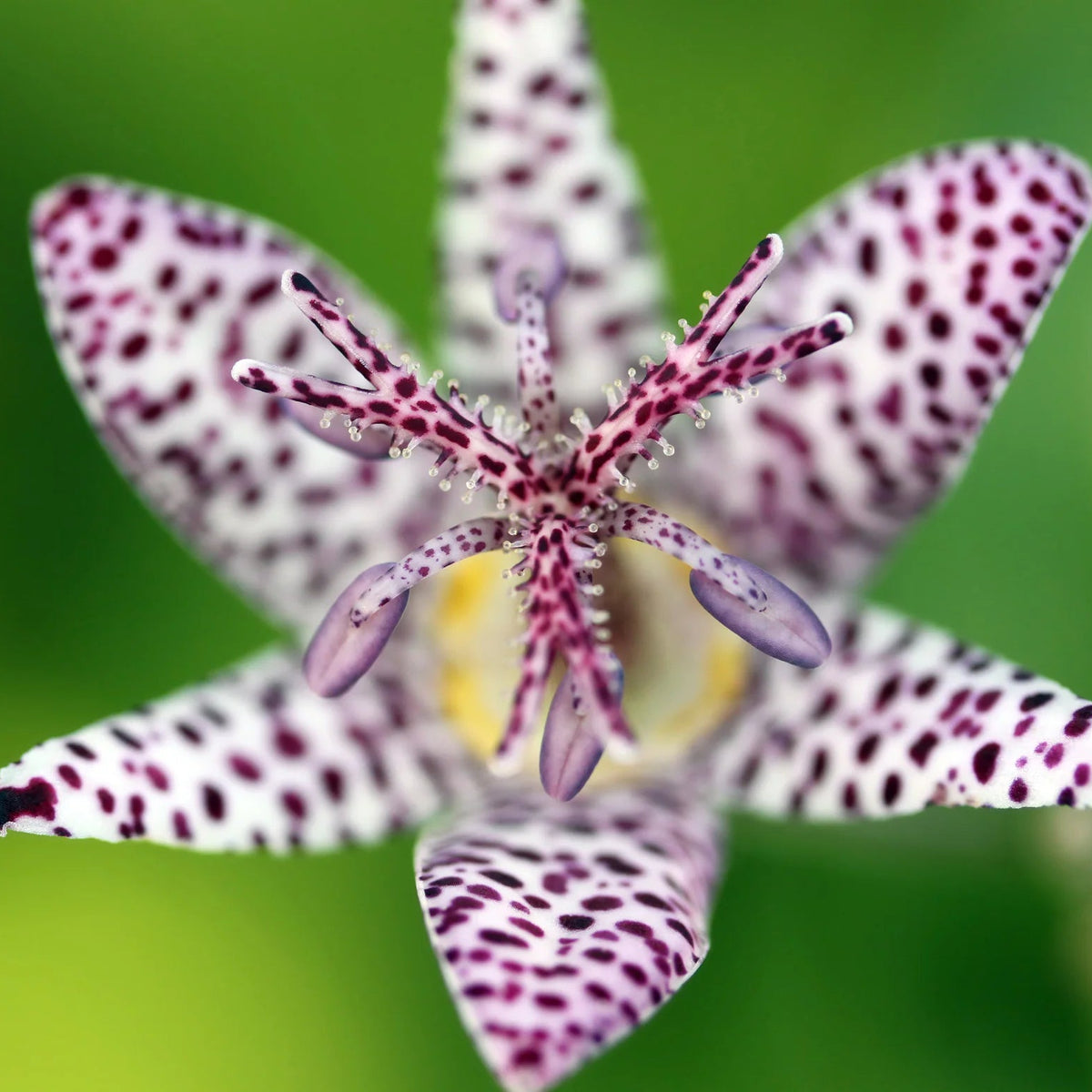 Tricyrtis Hirta