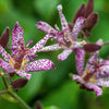 Tricyrtis Hirta