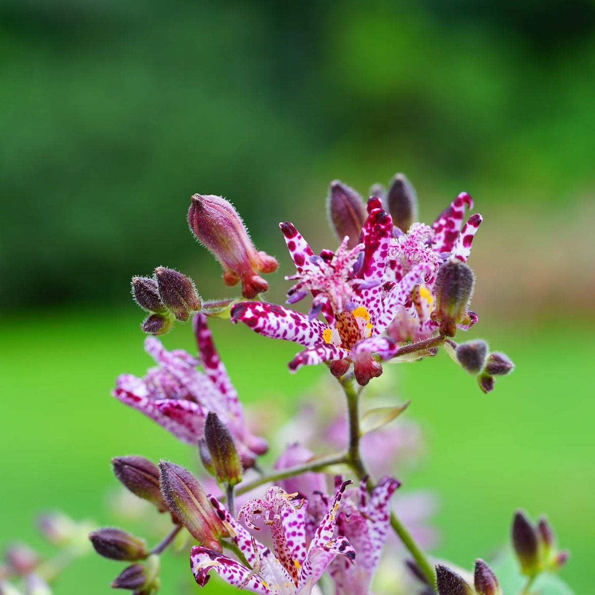 Tricyrtis Hirta