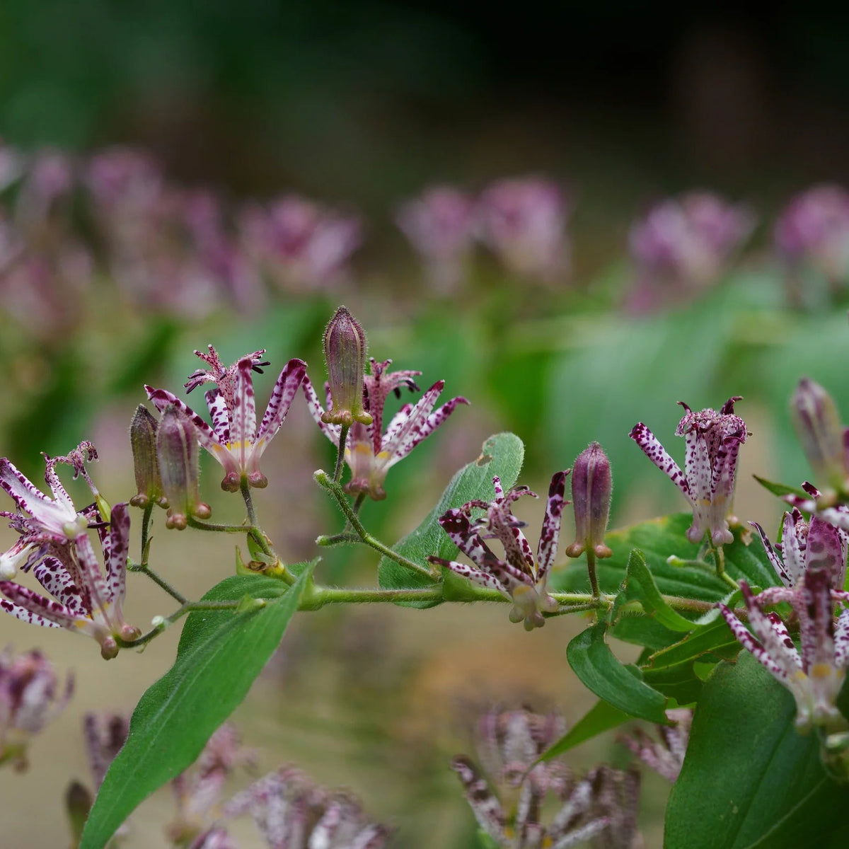 Tricyrtis Hirta