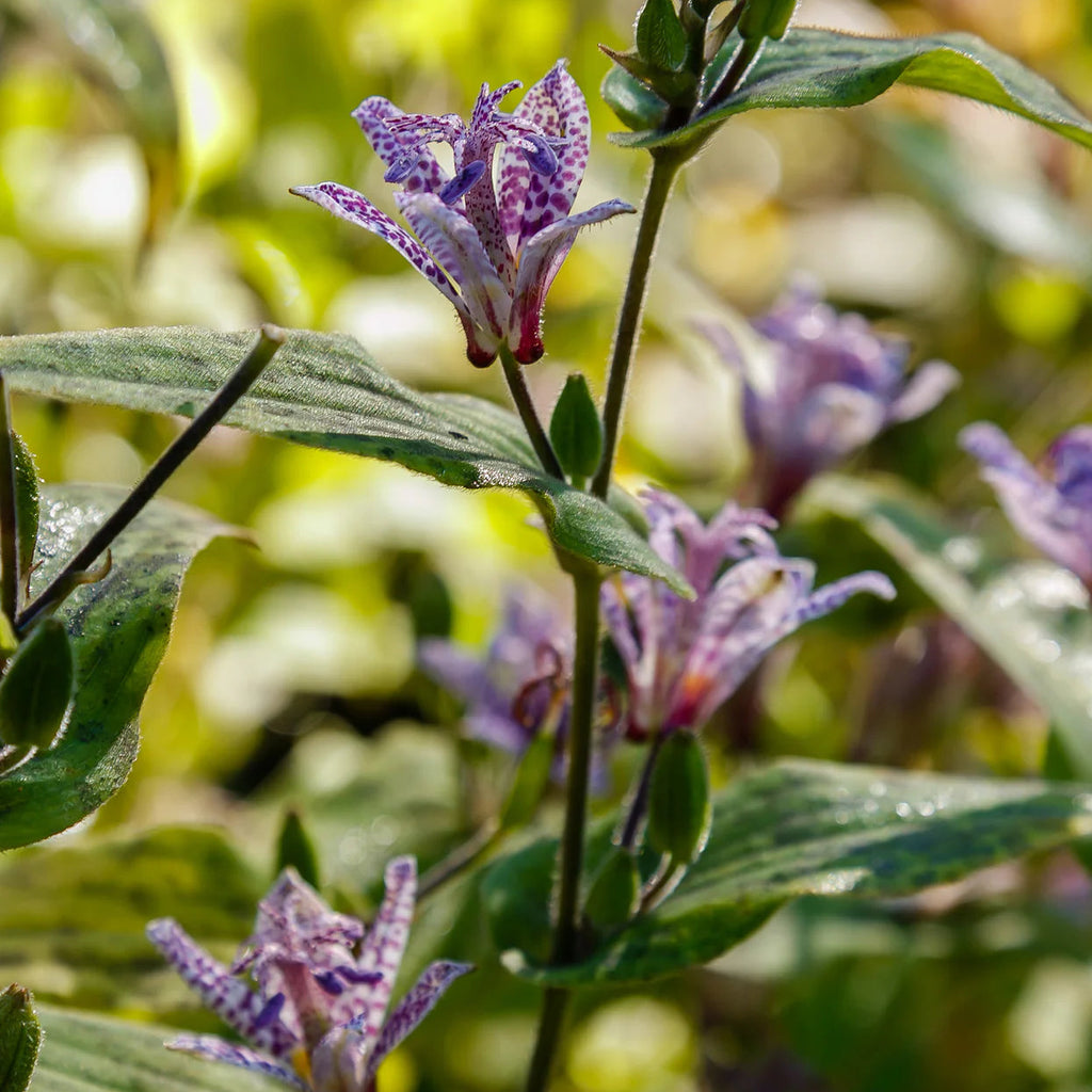Tricyrtis Hirta