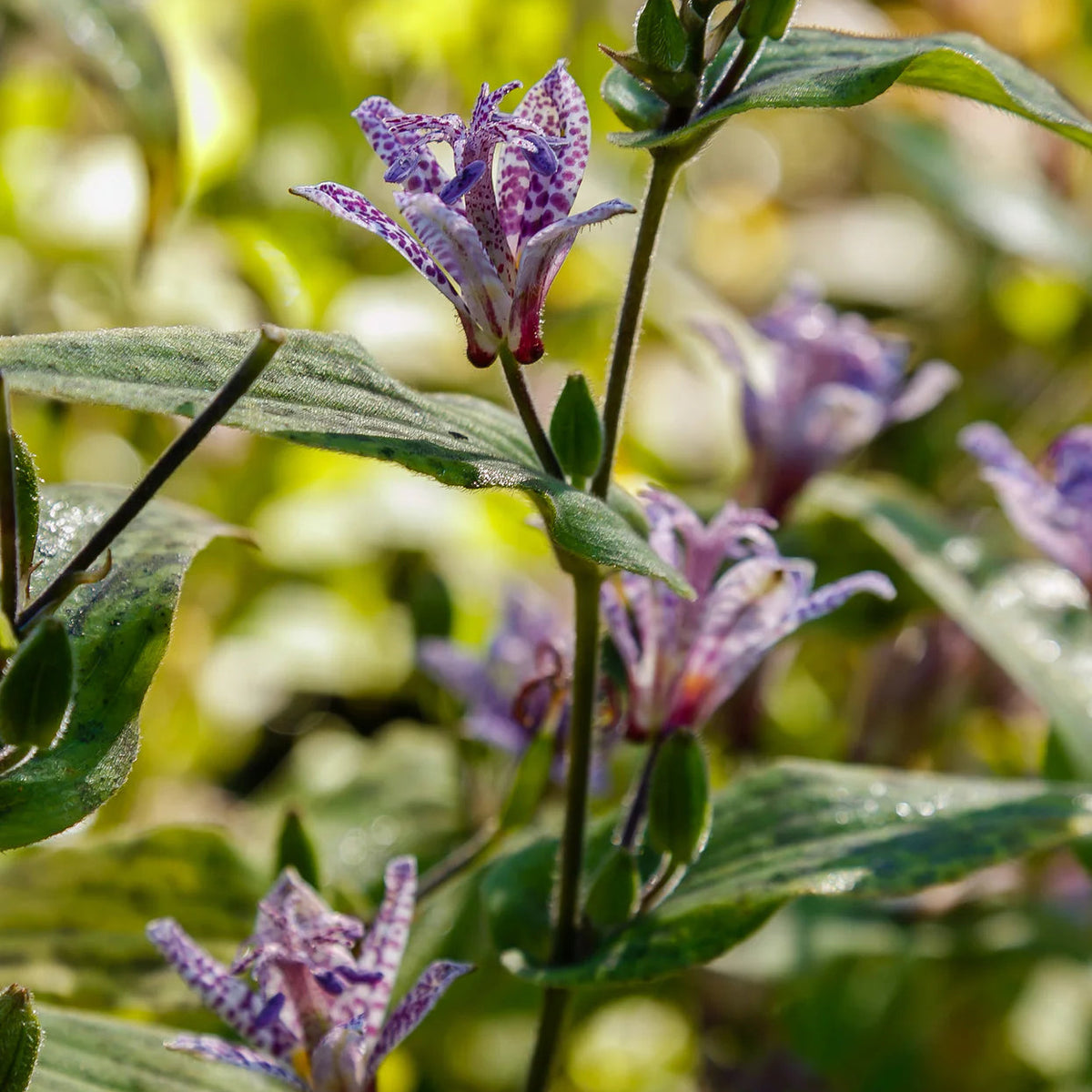 Tricyrtis Hirta