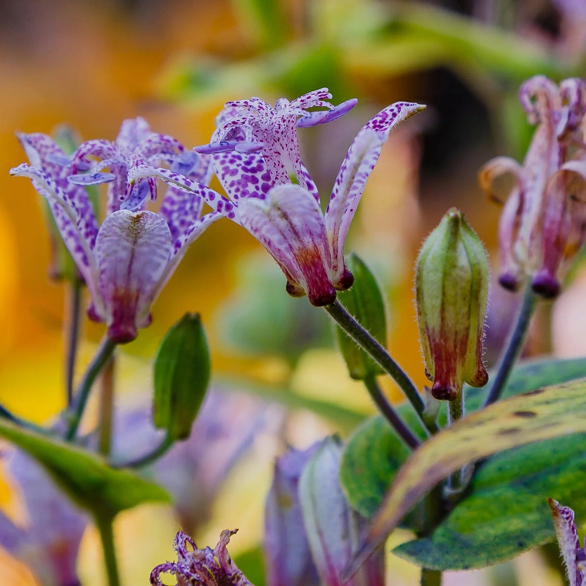 Tricyrtis Hirta