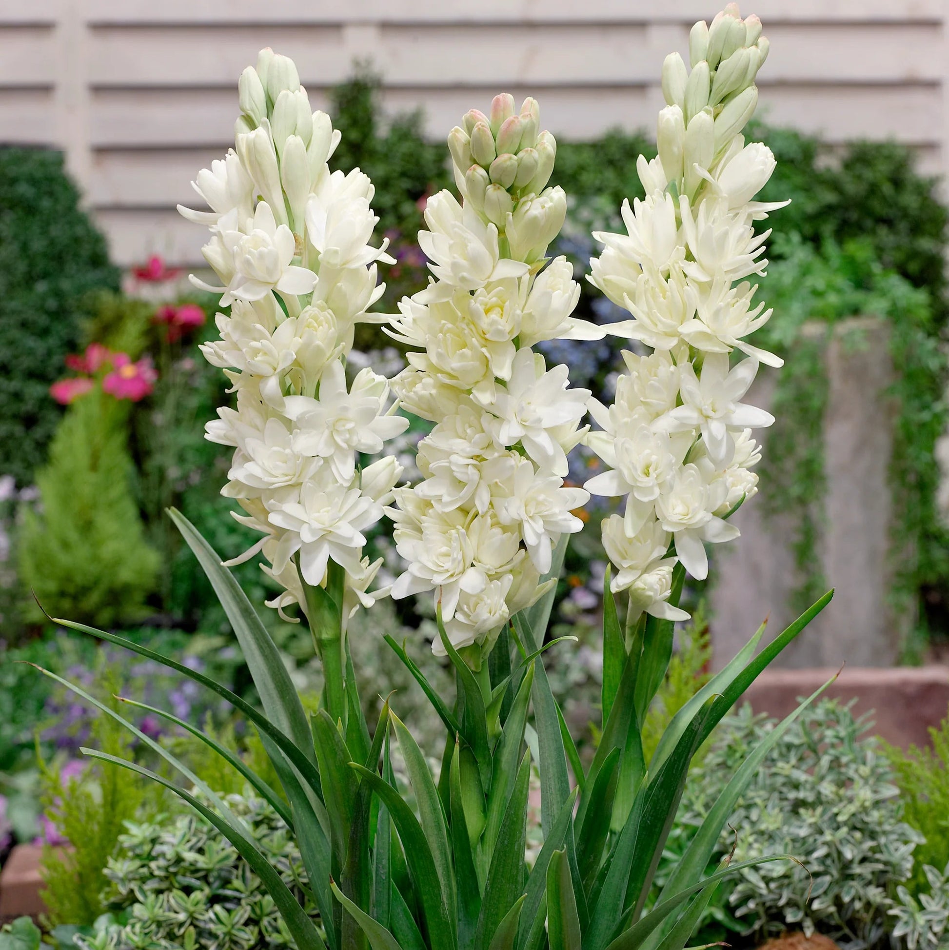 polianthes tuberosa l.​