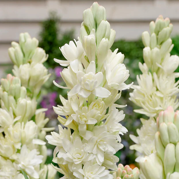 polianthes tuberosa l.​