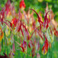 Tulipe acuminata