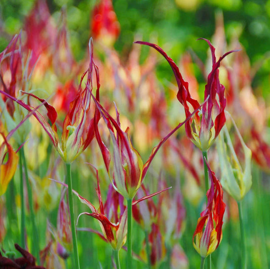 Tulipe acuminata