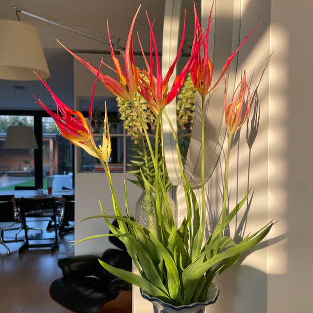Tulipe acuminata