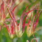 Tulipe acuminata