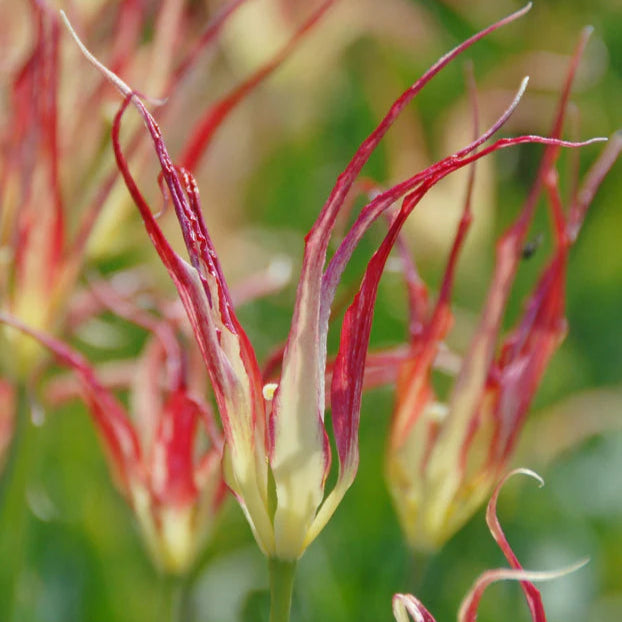 Tulipe acuminata