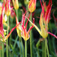 Tulipe acuminata