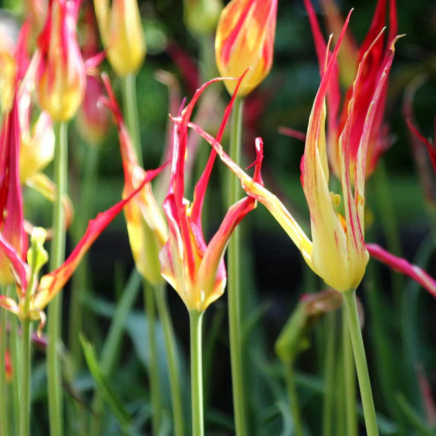 Tulipe acuminata