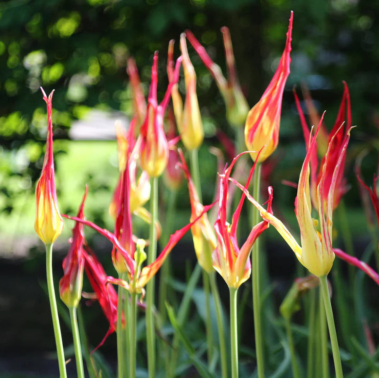 Tulipe acuminata