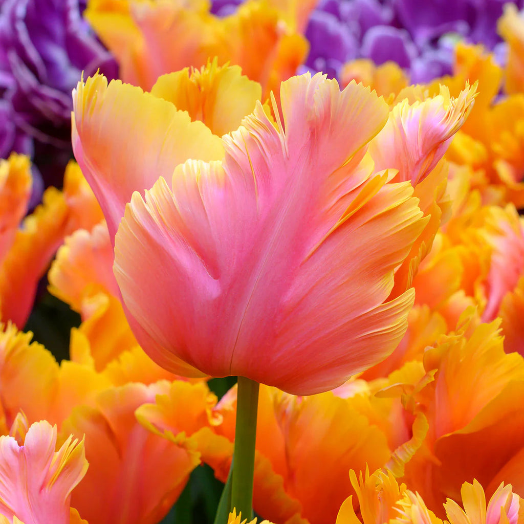 Tulipe Perroquet orange