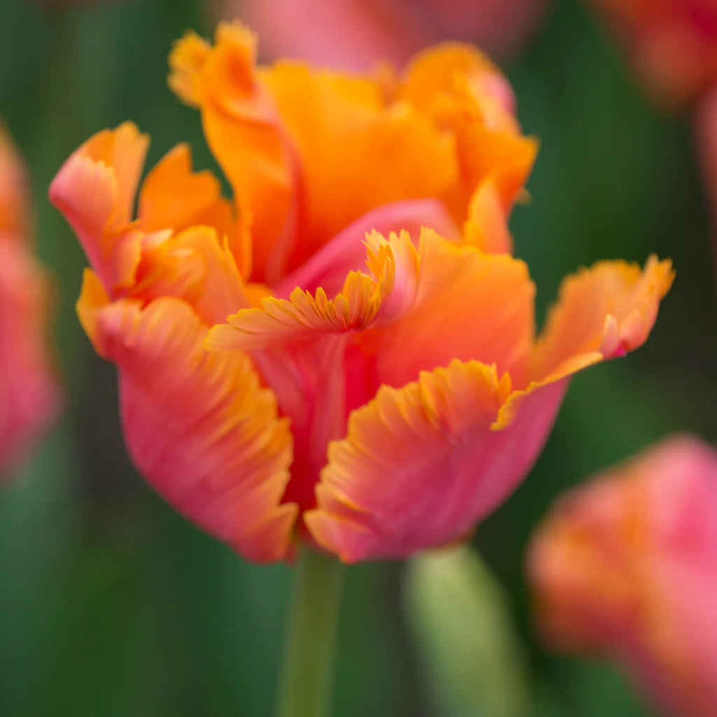 Tulipe Perroquet orange