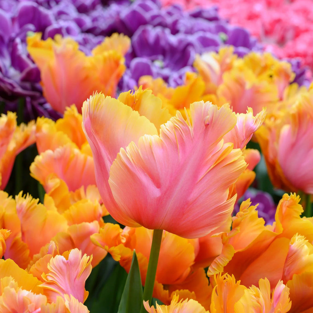 Tulipe Perroquet orange