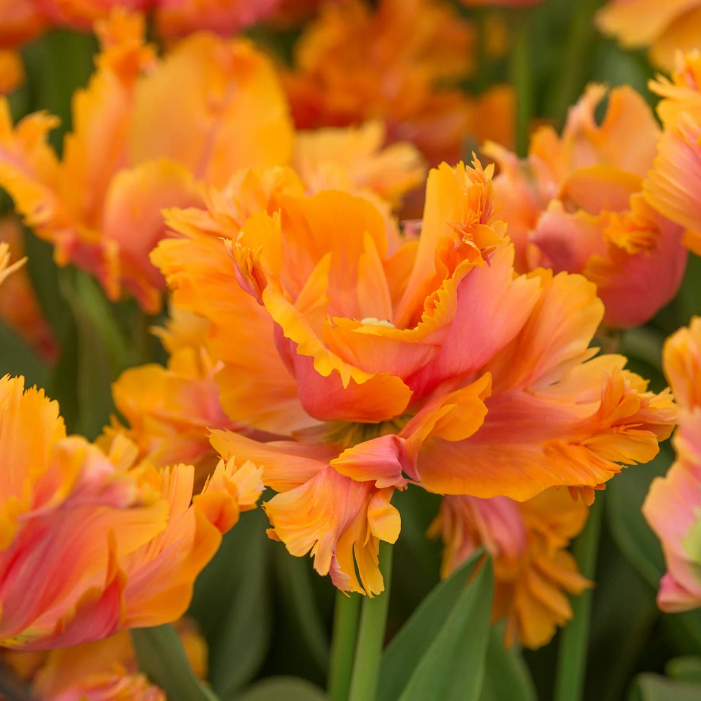 Tulipe Perroquet orange