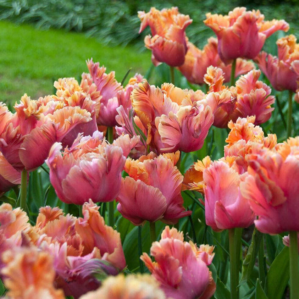 Tulipe Perroquet orange
