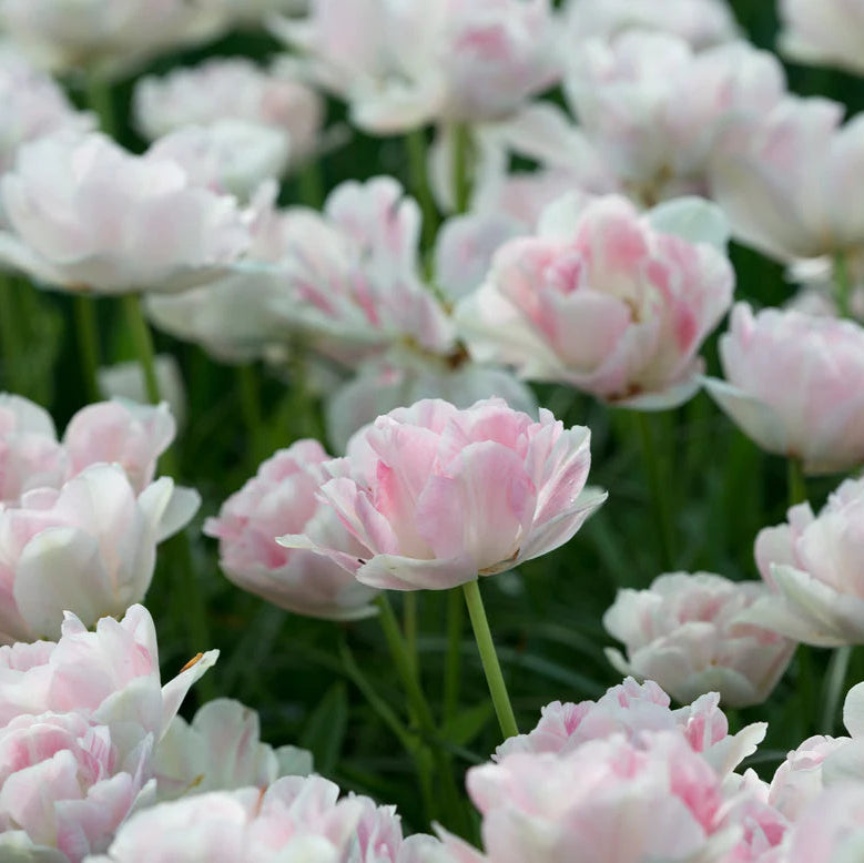 Tulipe Angélique