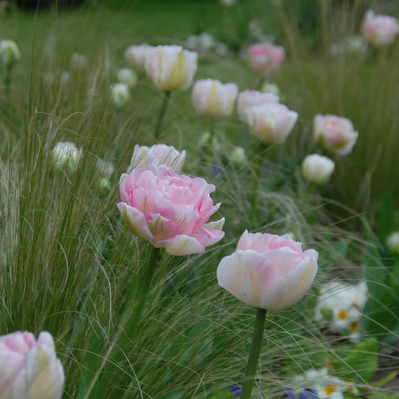 Tulipe Angélique