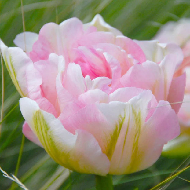 Tulipe Angélique
