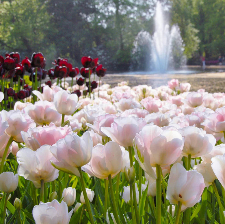 Tulipe Angélique