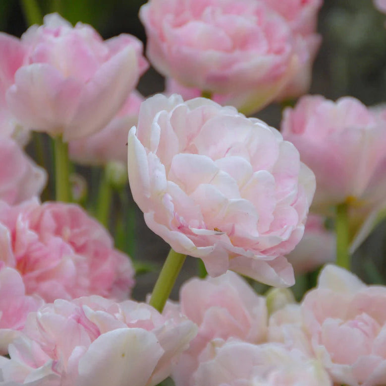 Tulipe Angélique