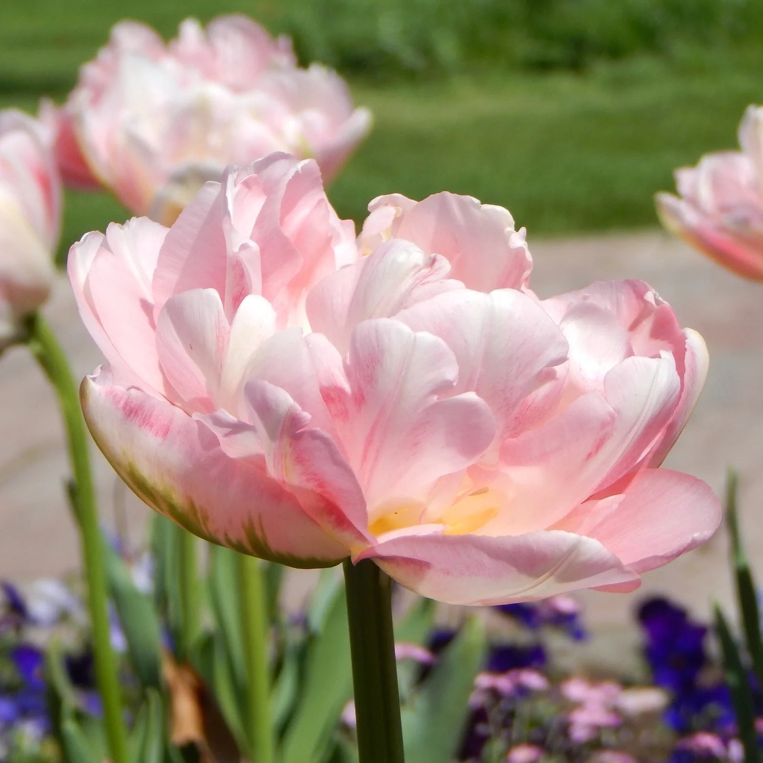 Tulipe Angélique Image